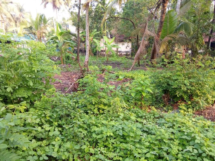 20 cent of plot for sale at nayarambalama Ernakulam