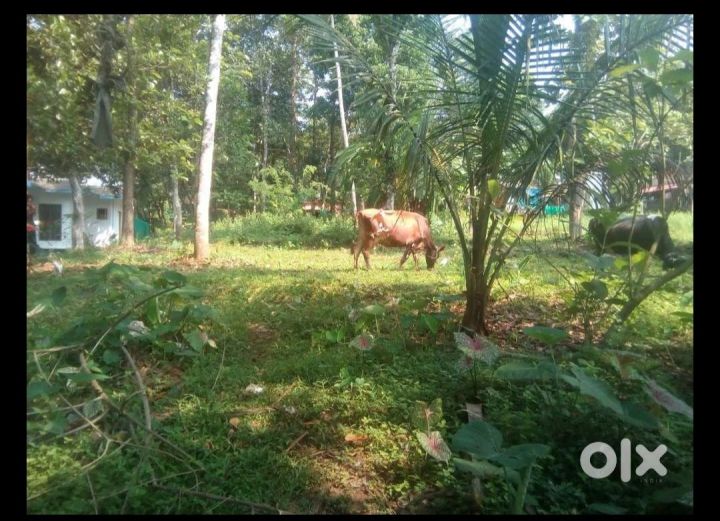 10 Cent Plot for Sale – Peaceful Living Near Kottayam–Kumaly Road