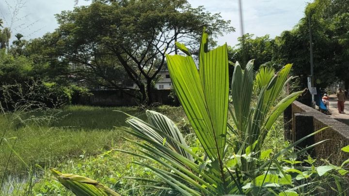 PLOT FOR SALE IN KUNDANOOR , HIGHWAY 66, 10 CENT