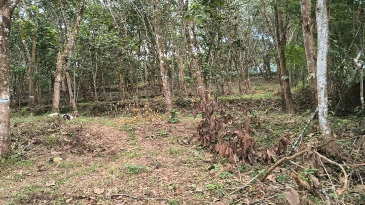 Land for Sale: 180 Cent Residential Plot, Mulanthuruthy,VETTIKAL, Ernakulam