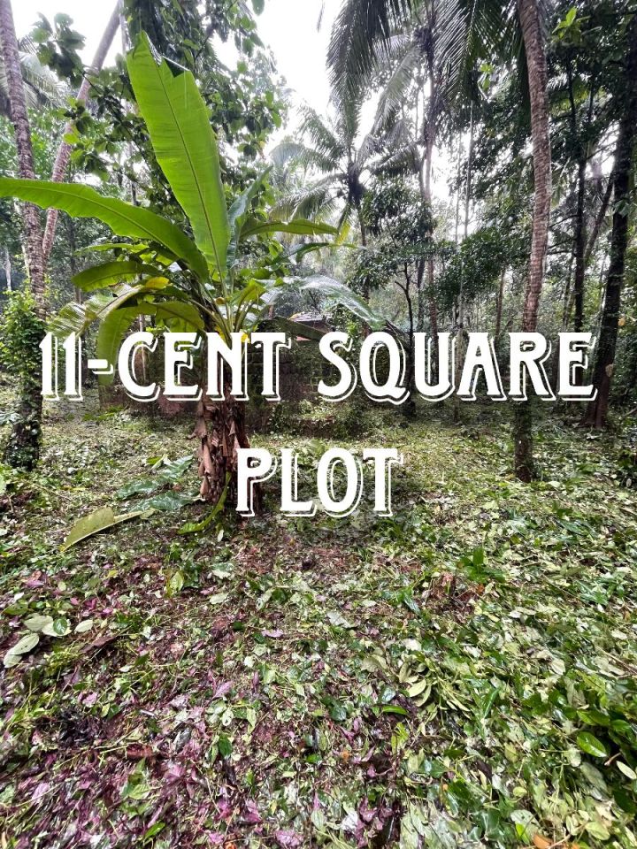 11 Cent Square Plot near Kuthuparamba