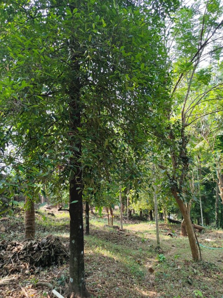 Agricultural land for sale in Mulayam, Near Mannuthy, Thrissur