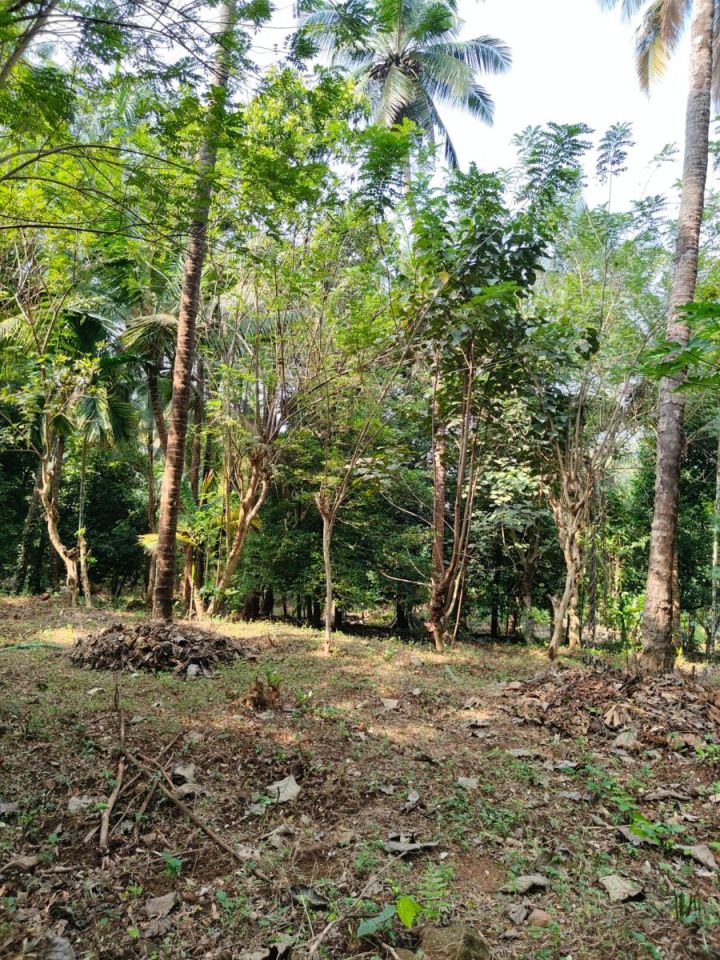Agricultural land for sale in Mulayam, Near Mannuthy, Thrissur
