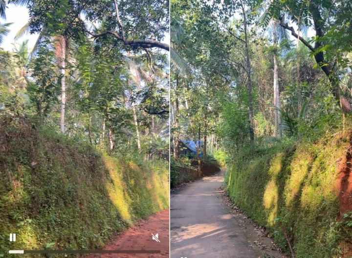 25 Cent Land with Coconut tree and Mango Trees. Good housing plot.