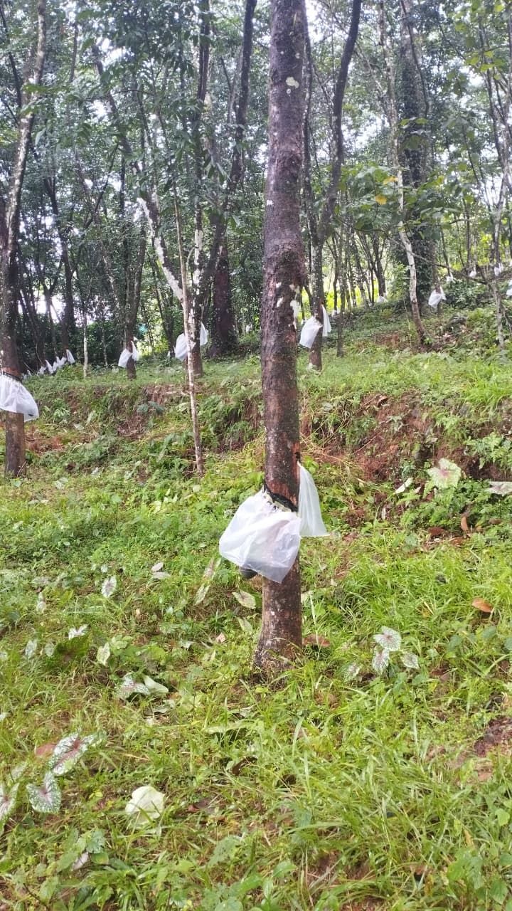 Residential / Agricultural Land with Rubber Plantation for Sale in Edayirickapuzha, Kottayam