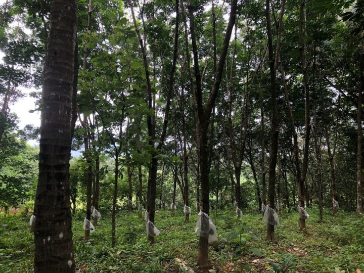 40 cents land for sale at kongad