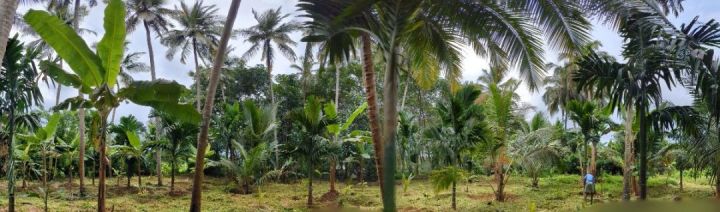 Coconut plantation along with fruit bearing plants