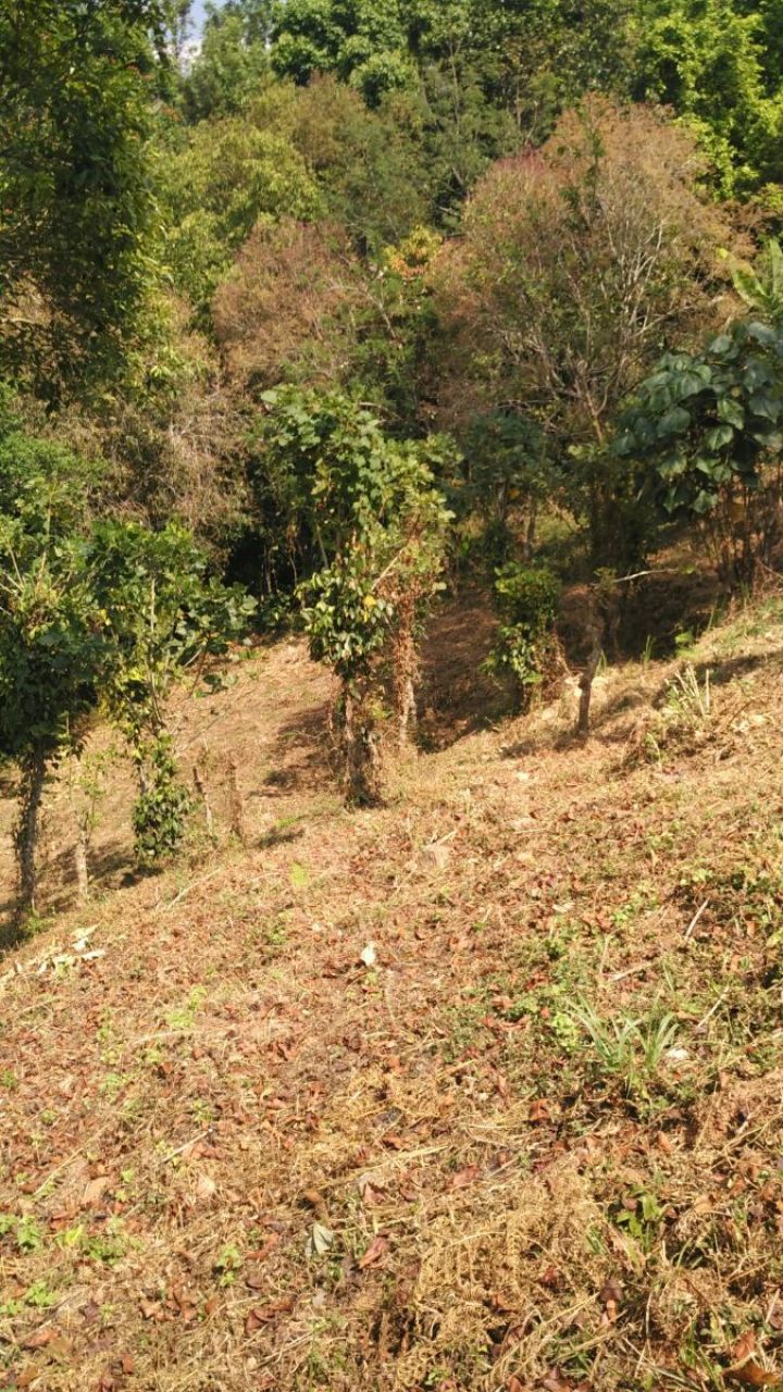 Freehold patta land having Revenue NOC