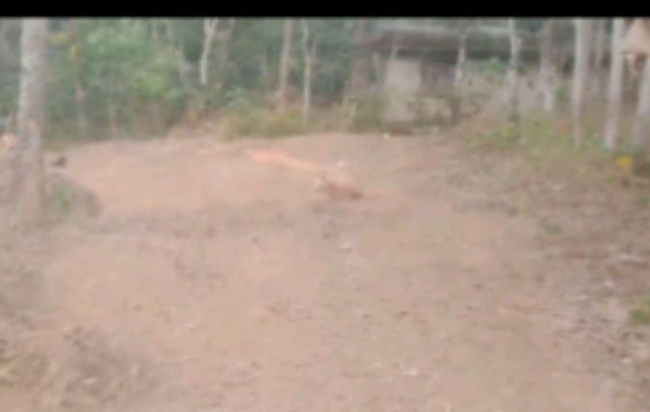 28 cents Plot for sale kunamthanam kaniyanpara  road