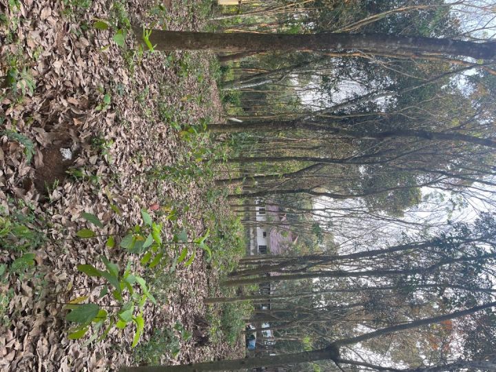 90 cent land and old house for sale