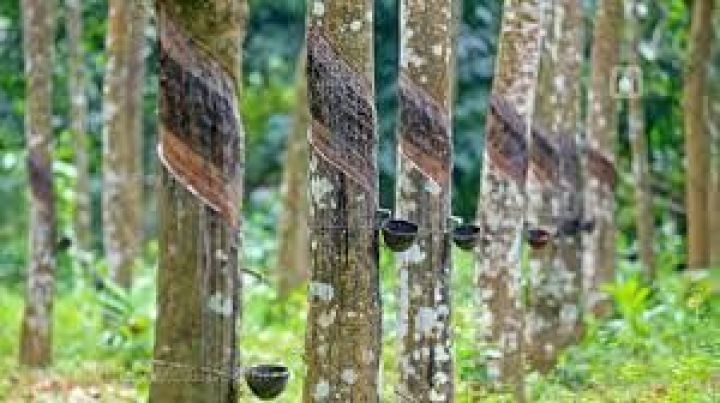 Ready to tap Rubber Plantation