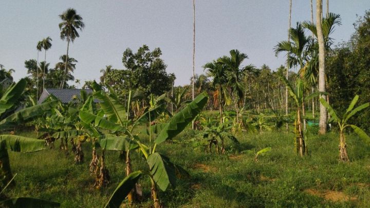 30 Cent Residential Land for Sale, Thiruvaniyoor, Ernakulam