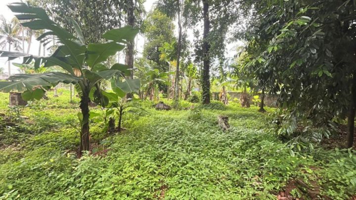 ? ? 38 Cents Prime Land with Well – Ideal for Home & Farming, Thrissur