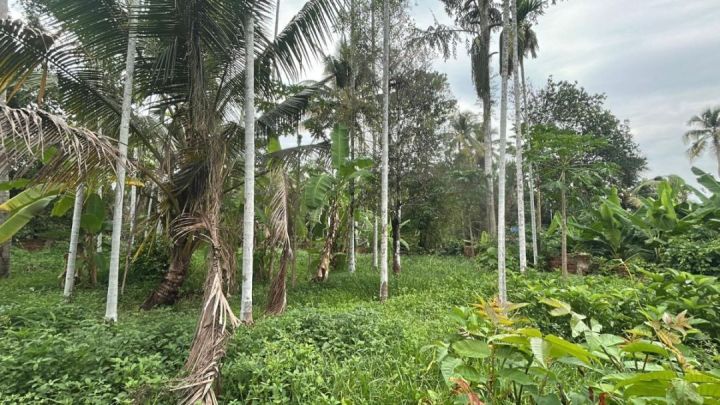 ? ? 38 Cents Prime Land with Well – Ideal for Home & Farming, Thrissur
