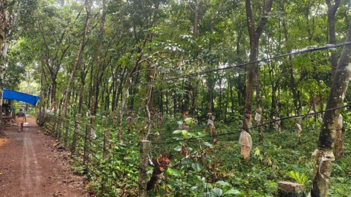 47 CENT PLOT FOR SALE IN ARUNOOTTIMANGALAM NEAR NALUMUKK