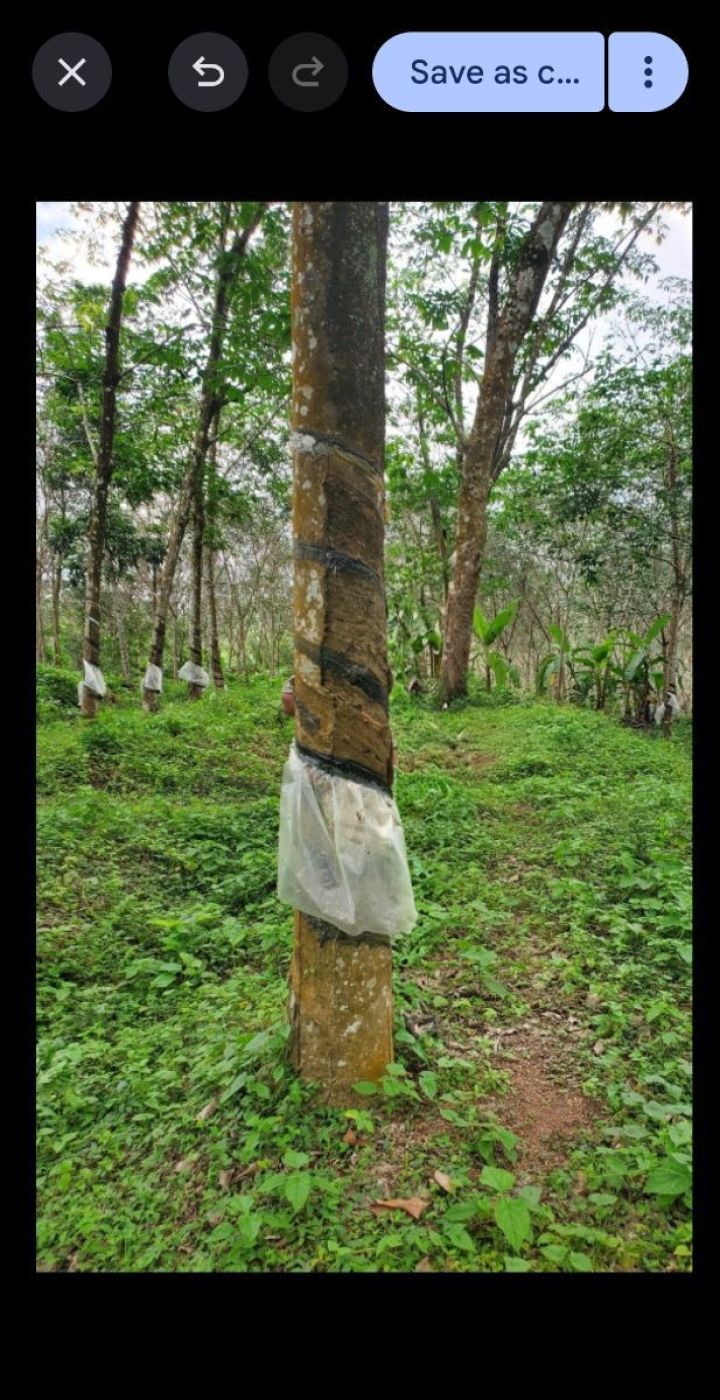 1 acre rubber plantation for sale