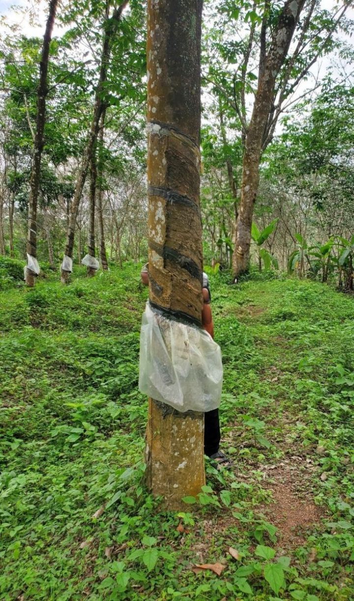 1 acre rubber plantation for sale