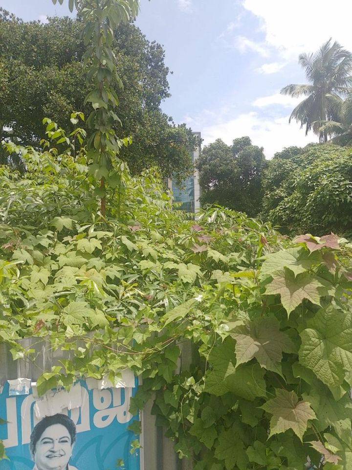 Commercial Land for Sale in Mg Road, Thrissur