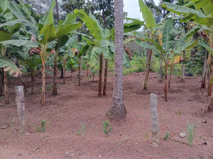 12 cents residential plot for sale near Anchal Alanchery,4km from Anchal town