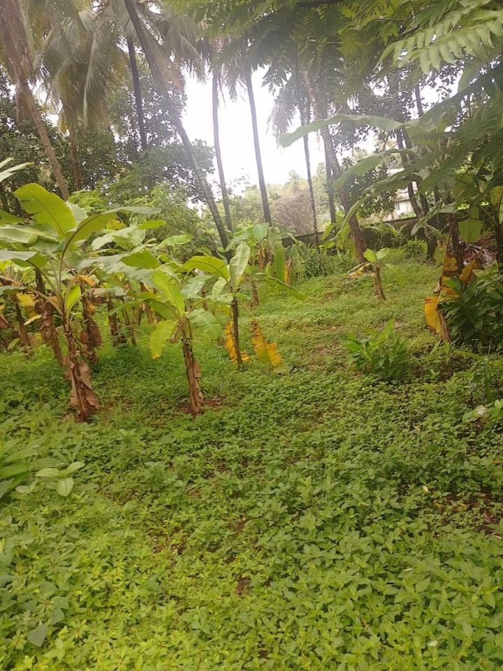 Residential Plot- 14.5 & 10 cents For sale in Peringavu,Thrissur.