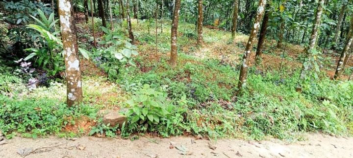കൊട്ടാരക്കര താമരക്കുടി, ഒഴുകുപാറ തെക്ക് പഞ്ചായത്ത് റോഡ് Frontage കൂടിയ 10 സെന്റ് സ്ഥലം വില്പനക്ക്.