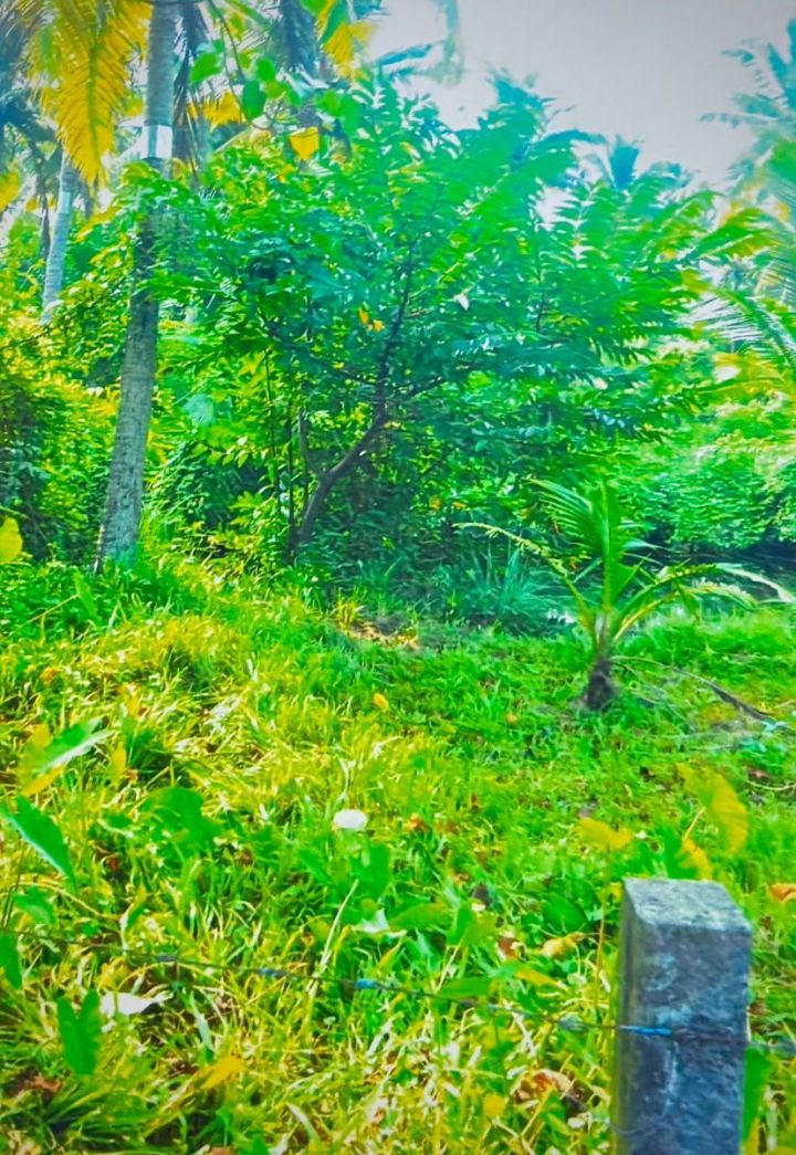 Property for Sale in Ezhupunna South