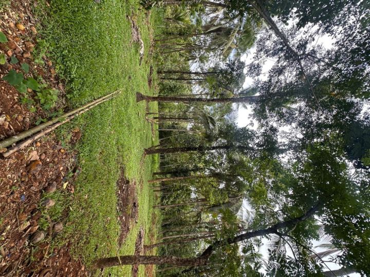Land for Sale in Kunderi Road- Kelakam, India