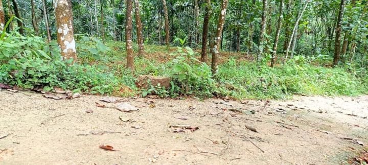 കൊട്ടാരക്കര താമരക്കുടി, ഒഴുകുപാറ തെക്ക് പഞ്ചായത്ത് റോഡ് Frontage കൂടിയ 10 സെന്റ് സ്ഥലം വില്പനക്ക്.
