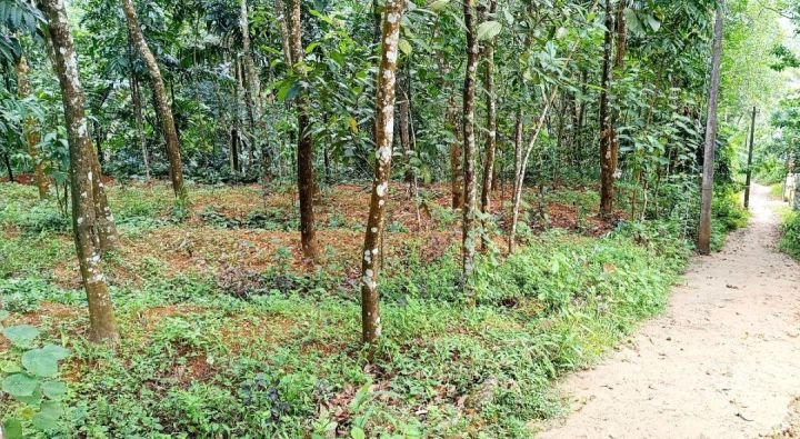 കൊട്ടാരക്കര താമരക്കുടി, ഒഴുകുപാറ തെക്ക് പഞ്ചായത്ത് റോഡ് Frontage കൂടിയ 10 സെന്റ് സ്ഥലം വില്പനക്ക്.