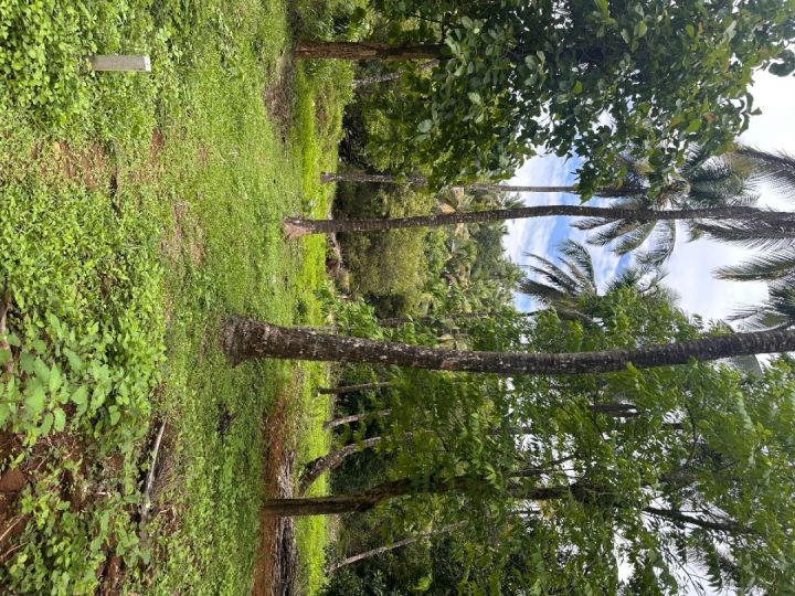 Land for Sale in Kunderi Road- Kelakam, India