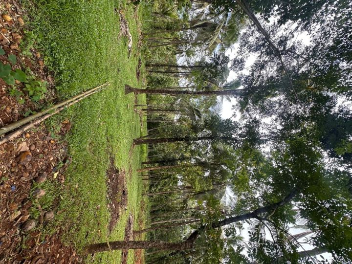 Land for Sale in Kunderi Road- Kelakam, India