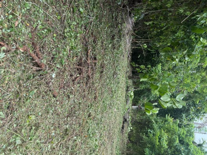 49.5Cents of Residential plot with direct Road access for Sale