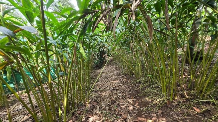 1.5 Acres Prime Plantation & Tourism Land in Vagamon