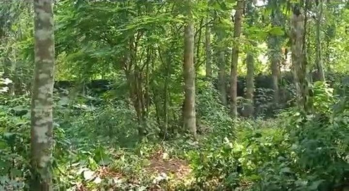 22 Cent Prime Plot Near Aranmula Parthasarathy Temple – Non-Flood Zone