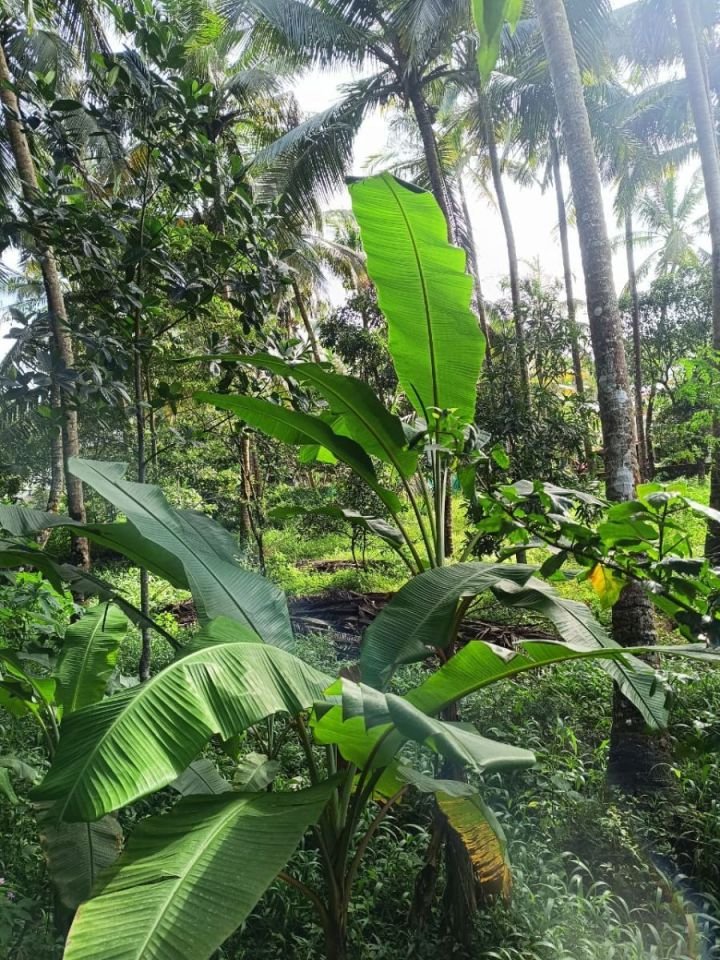 16 cent residential plot for sale in Thekkumkara, Wadakkanchery