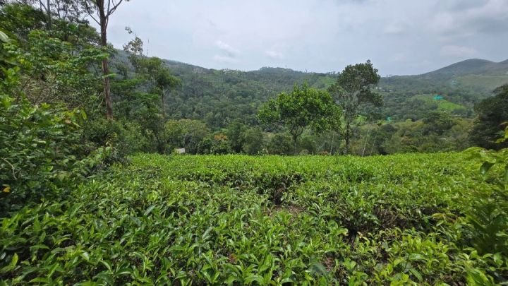 1.5 Acres Prime Plantation & Tourism Land in Vagamon