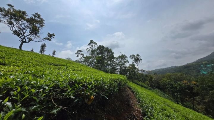 1.5 Acres Prime Plantation & Tourism Land in Vagamon