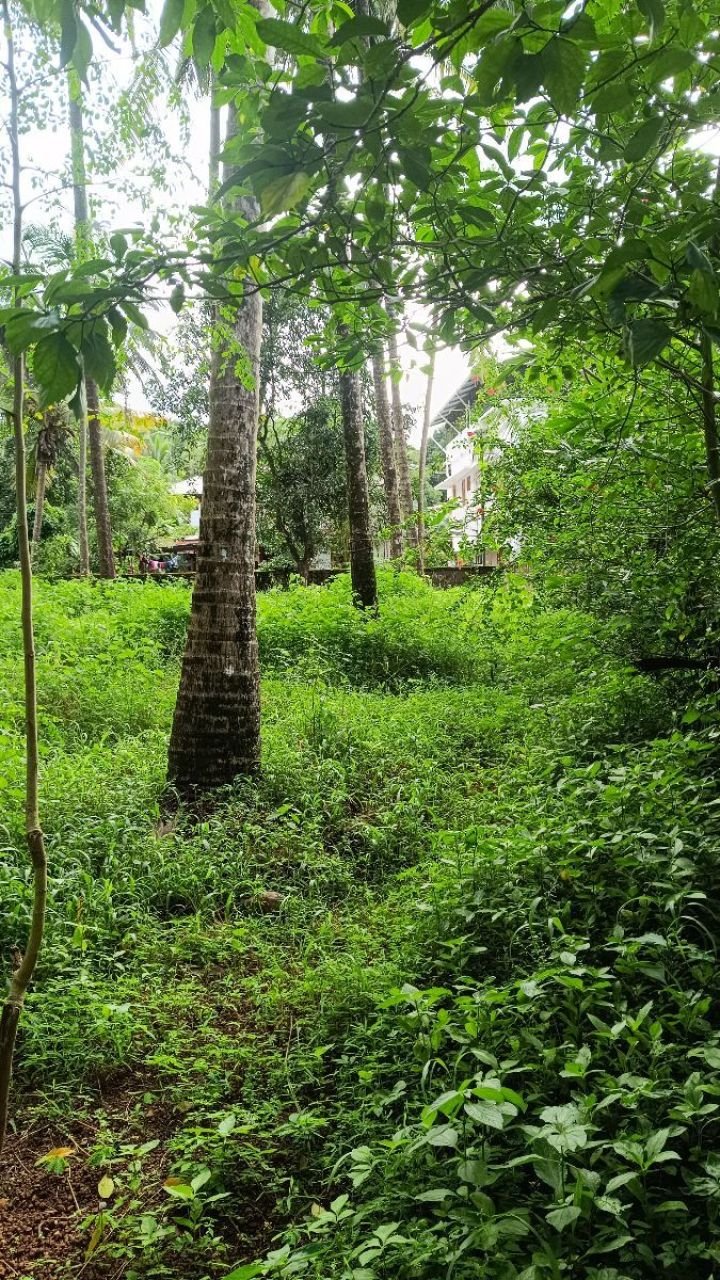 16 cent residential plot for sale in Thekkumkara, Wadakkanchery