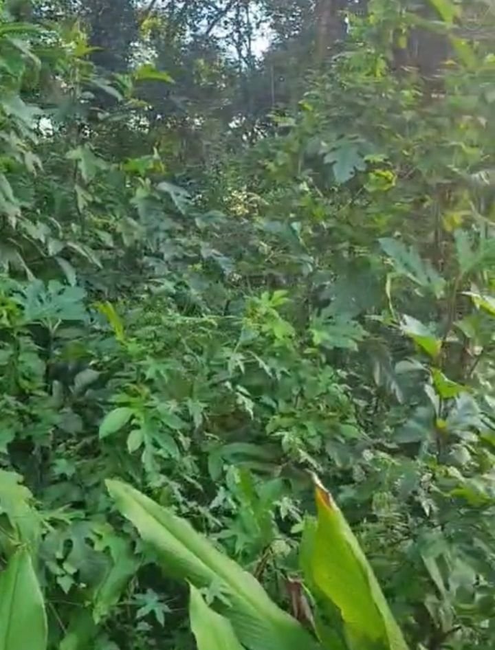 83 cents Premium residential/commercial plot for sale in valavoor-near IIT Kottayam