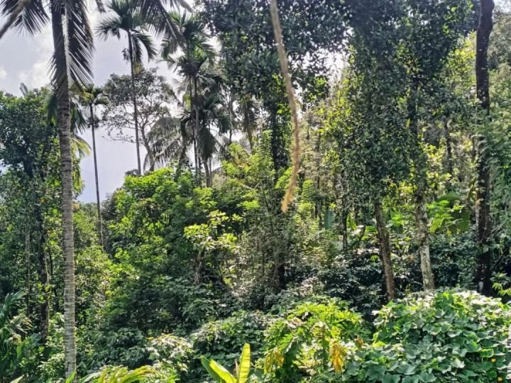 Rare Wayanad Investment | 50 Cents | Waterfront & Mountain Views | Luxury Resort Zone