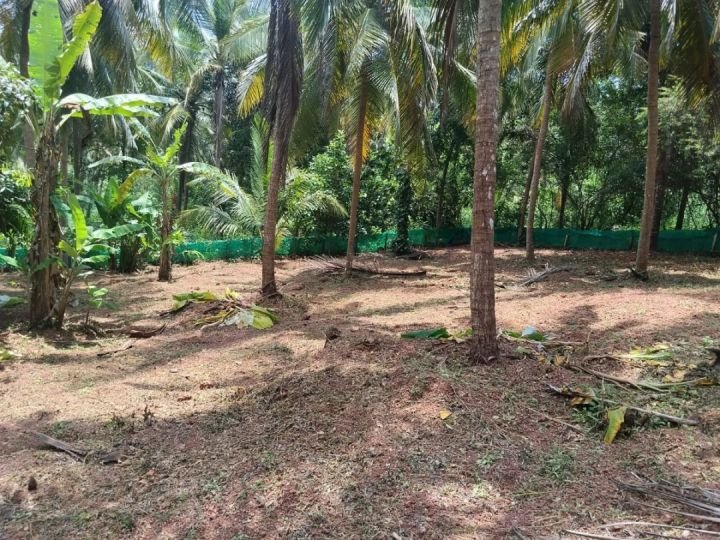 House + Fruit Garden Land, 40 cents, Periye, Kanhangad