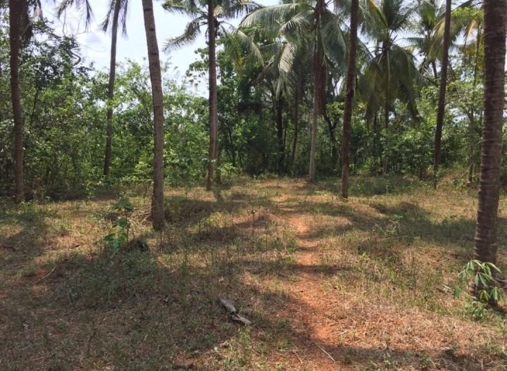 35 cents plot for sale in Karikkad
