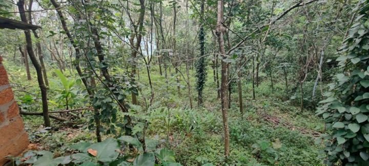 Naduvil, Kannur - 22.5 cent Land, 3 bedroom house, Tar road frontside, well water