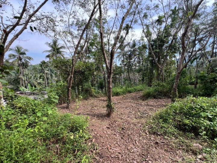 20 Cent Housing Plot in Thadikkadavu