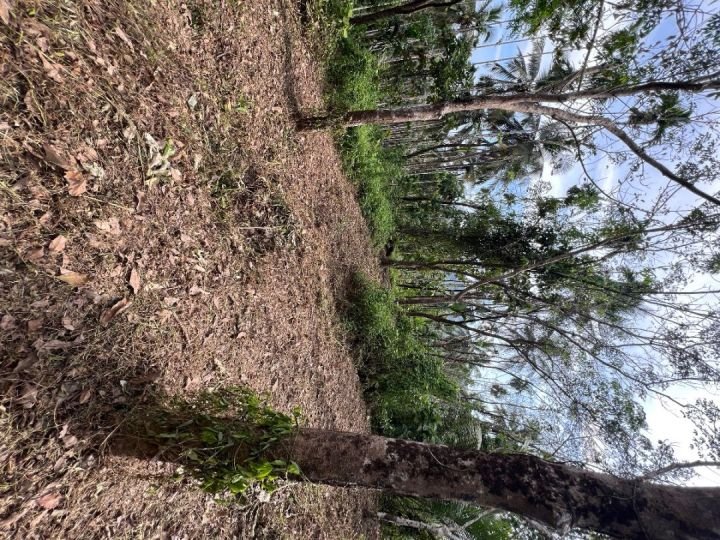 20 Cent Housing Plot in Thadikkadavu