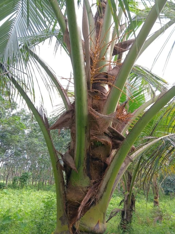 Land near Milma Plant , Mamood, Pathanamthitta Dist, Kerala