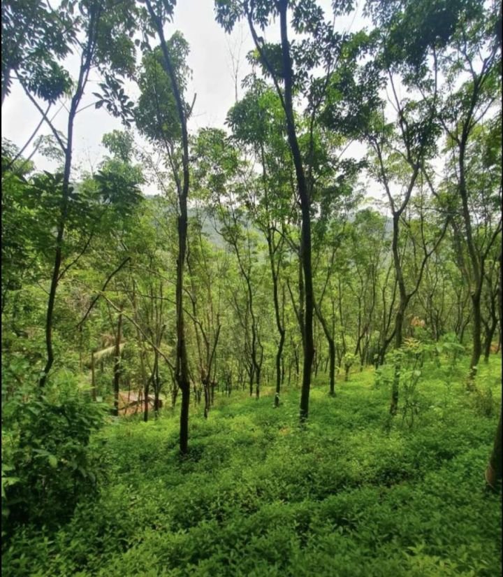 6.5 acres rubber plantation