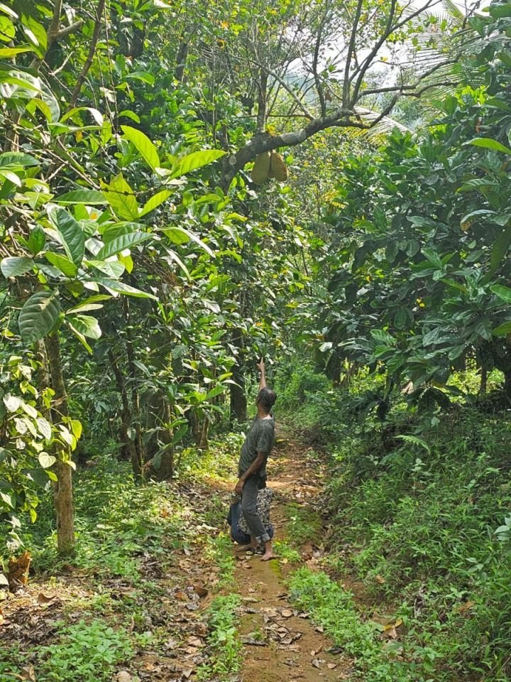 3.5-acre land is available for rent, featuring a diverse mix of crops, trees. PRICE NEGOTIABLE.