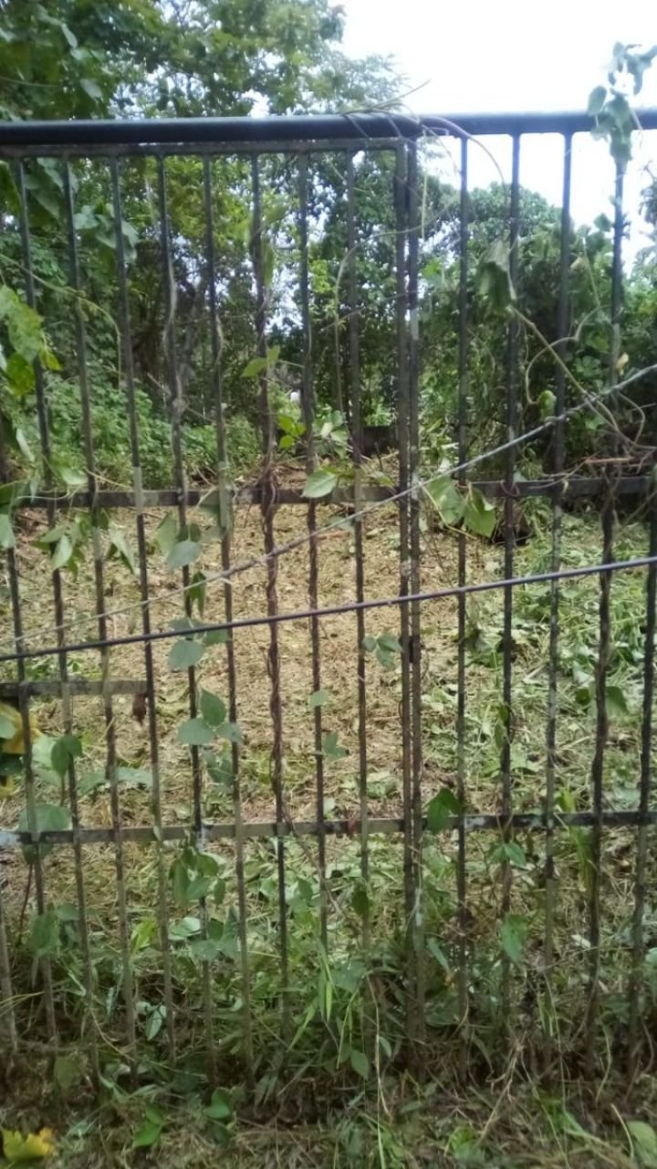 40 Cents Residential plot for sale Nedumprayar, Marammon, Kozhencherry