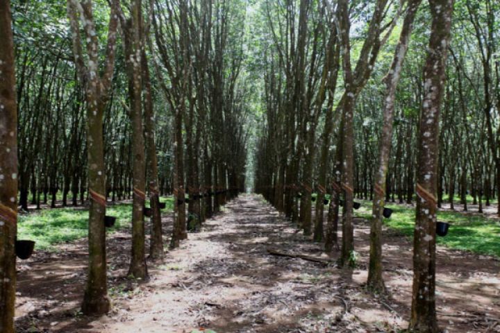 3 Acre Rubber Plantation in Edayam near Kottarakkara Valakom